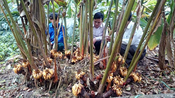 Hình ảnh cây thảo quả