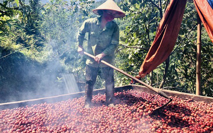 Hình ảnh cây thảo quả