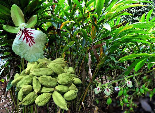 Hoa cây thảo quả