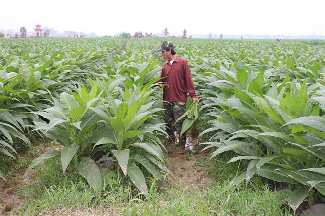 Hình ảnh cây thuốc lào