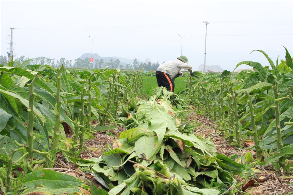 Hình ảnh cây thuốc lào