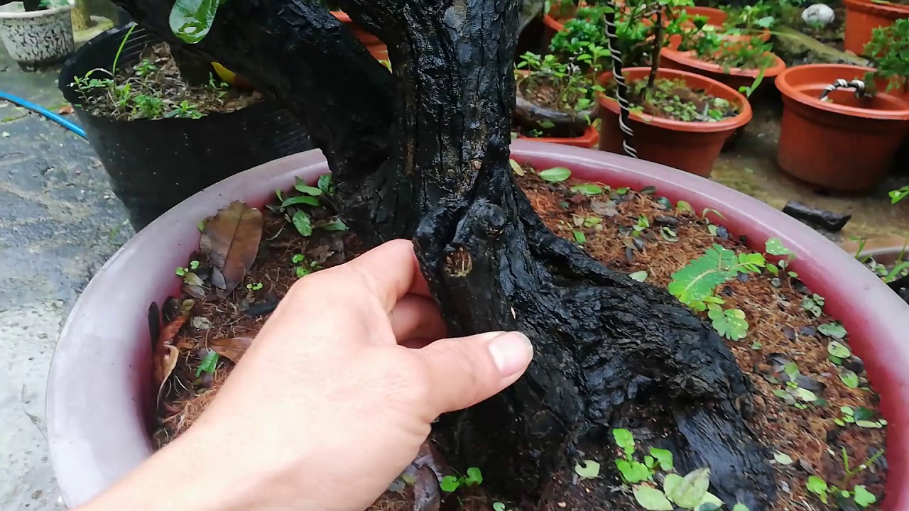 Cách chăm sóc cây tùng đen