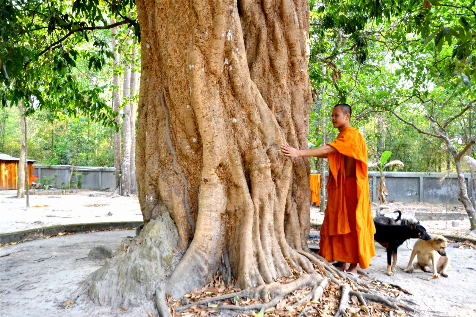 Hình ảnh cây vải