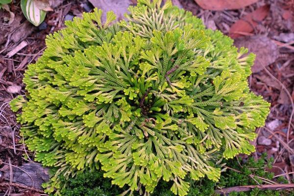 Cách chăm sóc cây trường sinh thảo bonsai