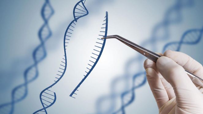Chức năng của ADN là gì và ứng dụng của nó trên con người và các sinh vật khác