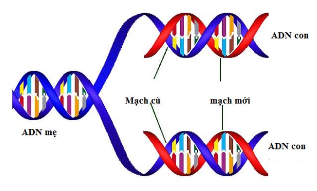 Cấu tạo và chức năng của ADN là gì