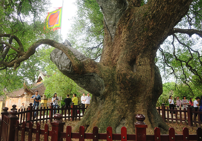 Hình ảnh cây dã hương ở Bắc Giang