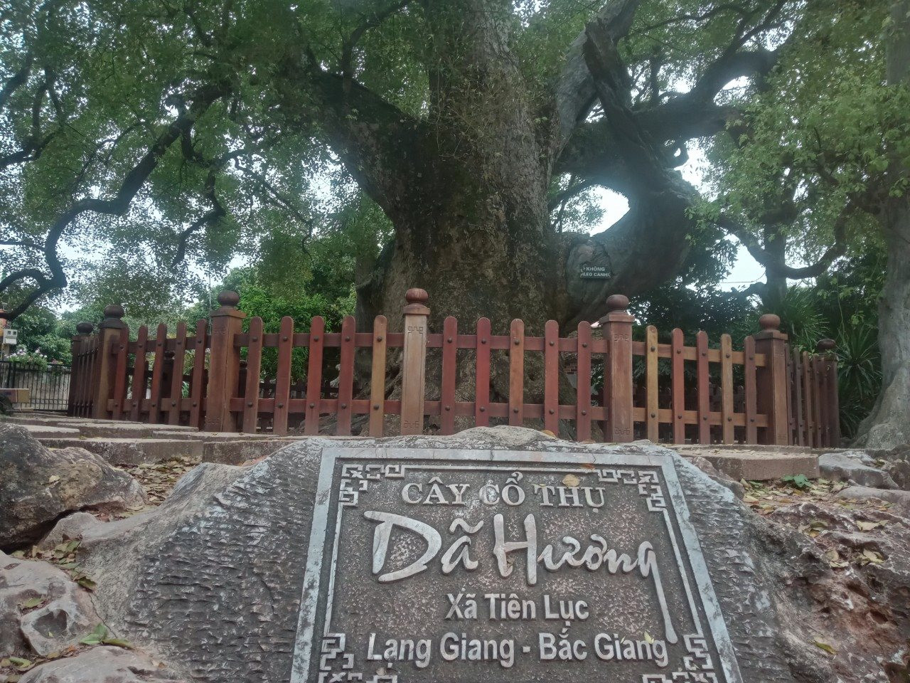 Hình ảnh cây dã hương ở Bắc Giang