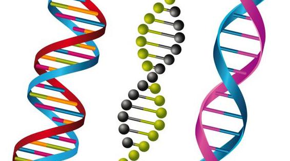 Đặc điểm và chức năng của ADN là gì?