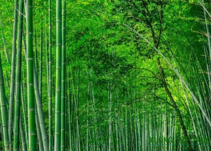 Hình ảnh rừng cây xanh