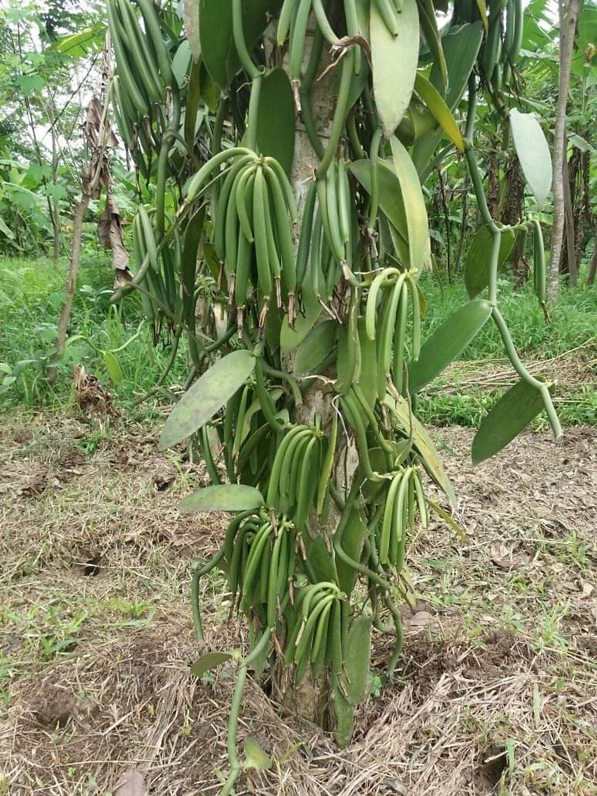 Triển vọng trồng cây vanilla ở Việt Nam