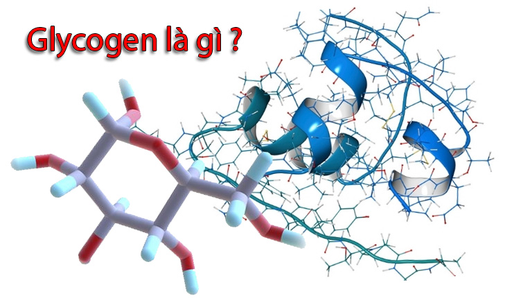 Tìm hiểu chi tiết glycogen là gì?