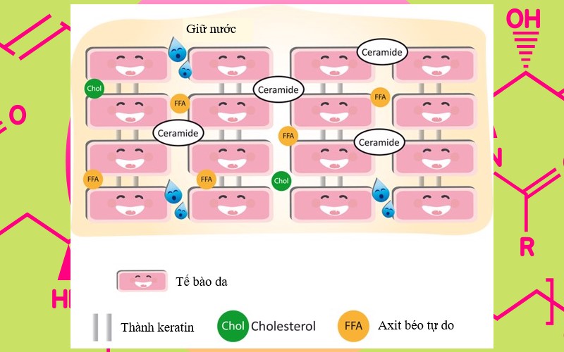 Top kem dưỡng chứa Ceramide