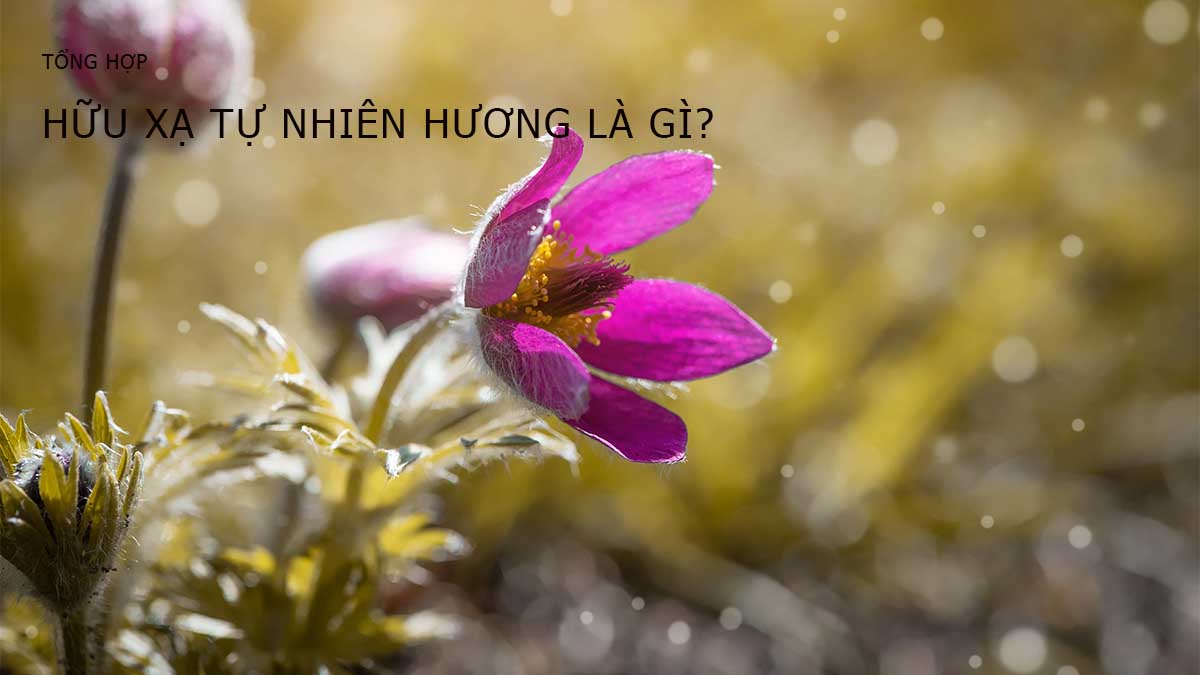 Tìm hiểu hữu xạ tự nhiên hương là gì? 