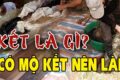 Mộ kết là gì, dấu hiệu của mộ kết và mộ kết là tốt hay xấu? 