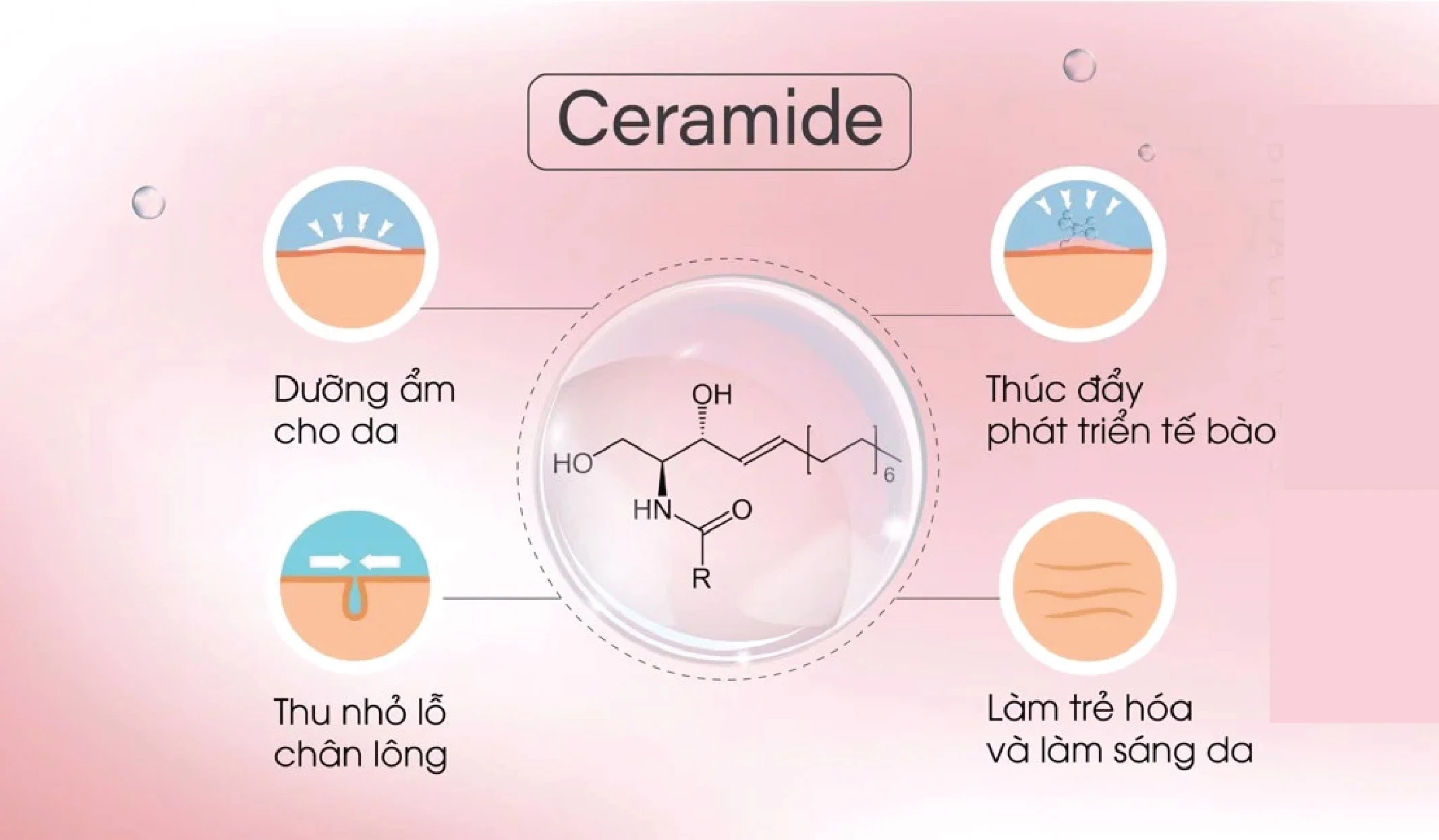 Cách phân biệt Ceramide và Niacinamide