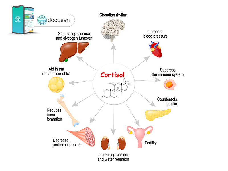 Cơ chế chống stress của cortisol