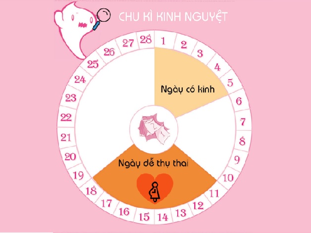 Hết kinh bao nhiêu ngày thì rụng trứng?