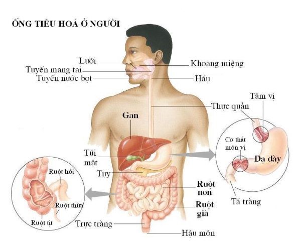 Cách chữa tỳ vị yếu hiệu quả