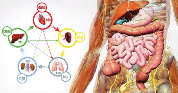 Tìm hiểu chi tiết tỳ vị là gì? 