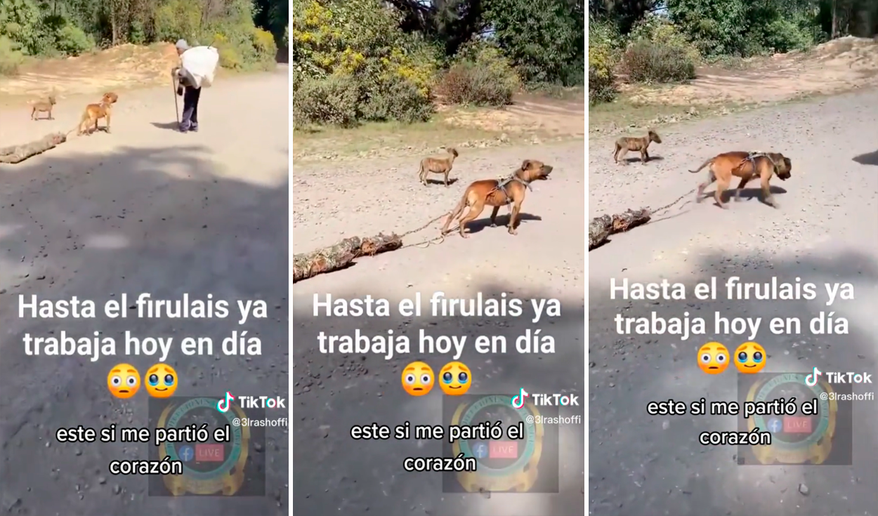 video del perro y el tronco