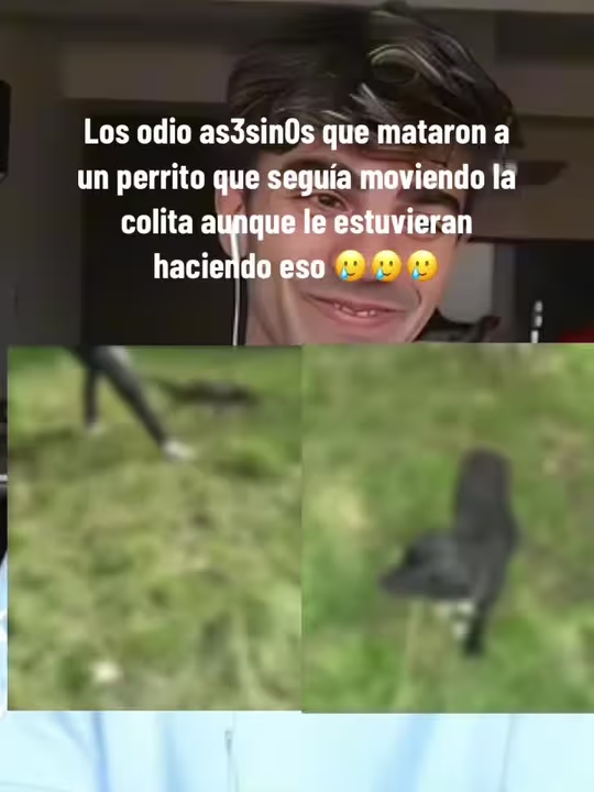 Joseloza495 Video Original del Perro