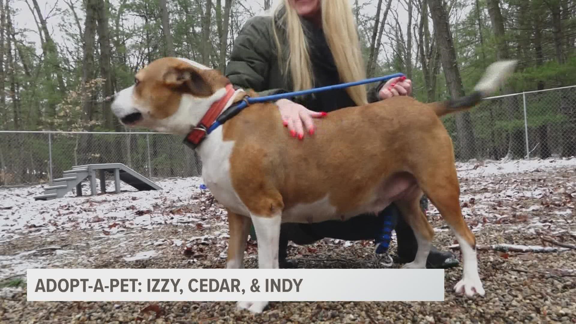 Izzy Dog Video – Unleash the Fun and Adventure