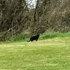 Big Cat Sighting Norwich: Urban Wildlife Mysteries