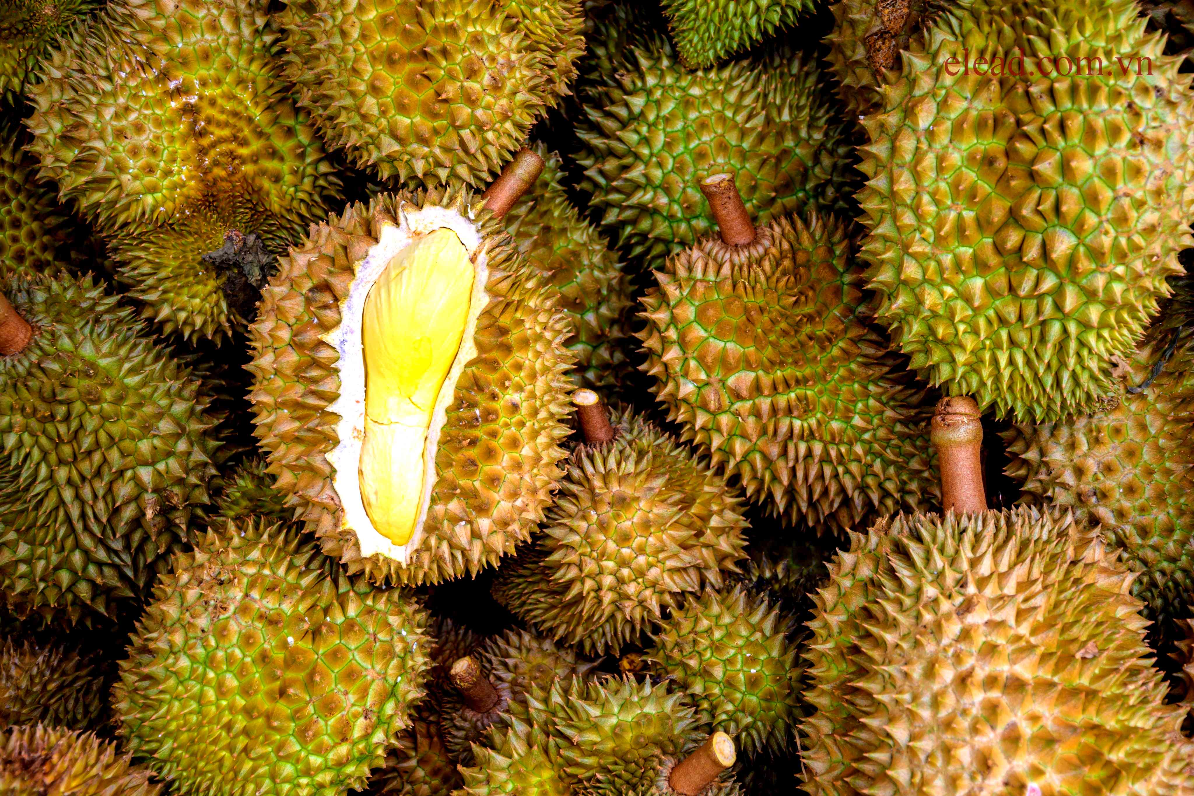 The Contents of the Durian Incident Video