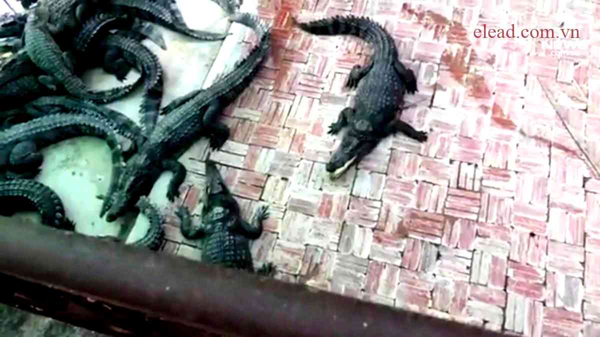 Rom Roath Crocodilles accident