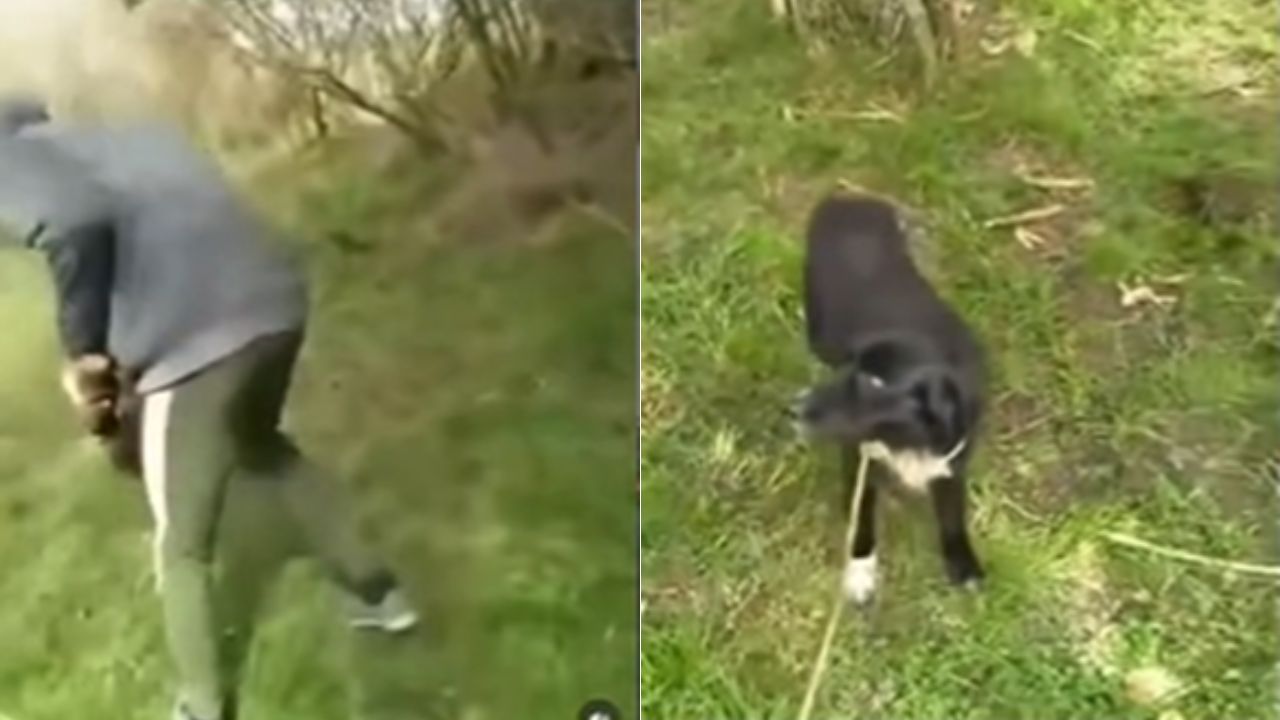 ¡Impresionante video del perro y el tronco! Descubre qué sucedió