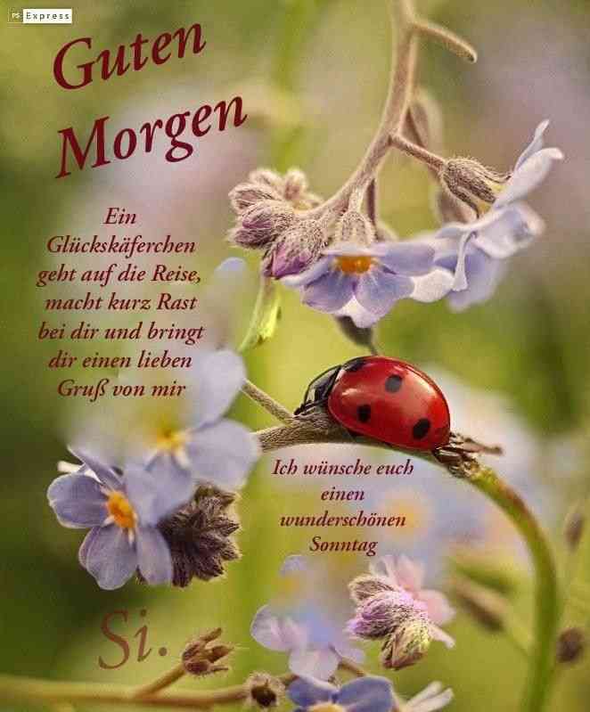 schönen sonntag wünsche ich dir