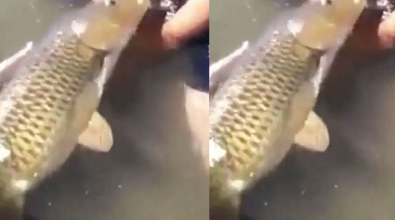 The Fish Video Viral A Deep Dive into the Meme Sensation Taking Over the Internet