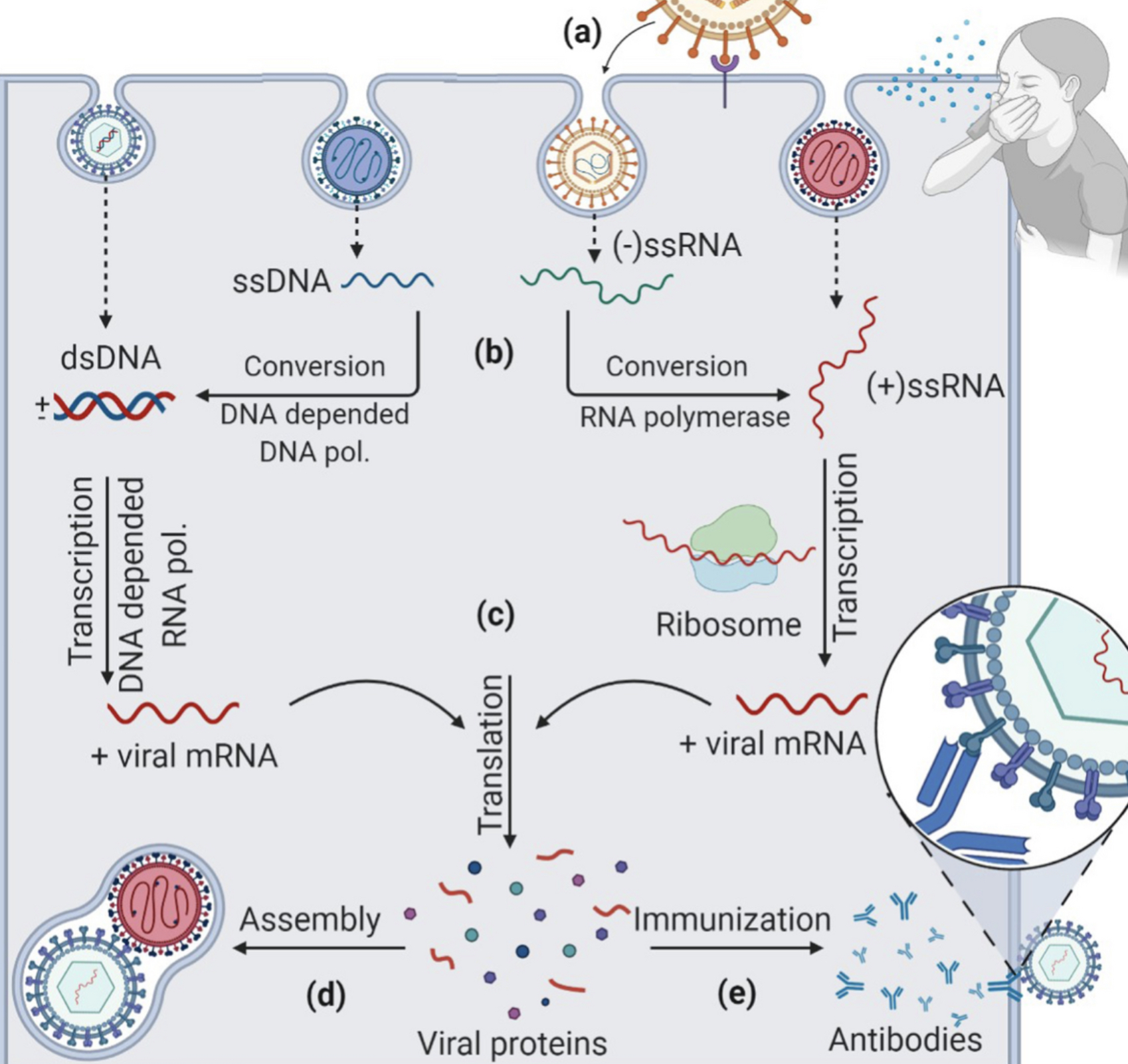 What Is A Viral Infection And How Does It Affect The Human Body